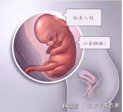 胚胎培养箱